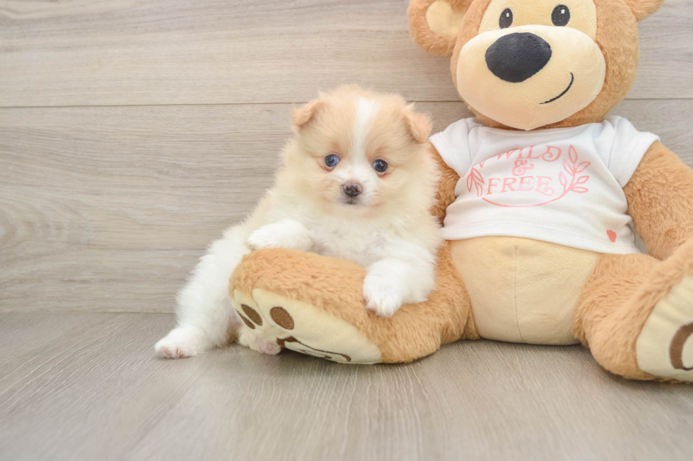 Pomeranian Pup Being Cute