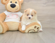 9 week old Pomeranian Puppy For Sale - Florida Fur Babies