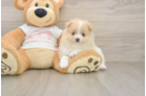 Happy Dwarf Spitz Purebred Puppy