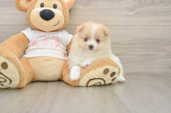 Happy Dwarf Spitz Purebred Puppy