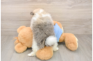 Pomeranian Pup Being Cute