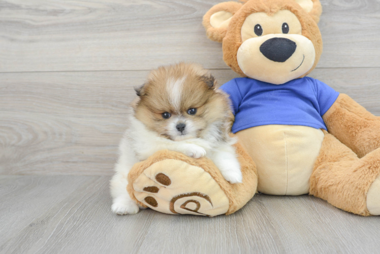 Popular Pomeranian Purebred Pup