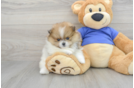 Popular Pomeranian Purebred Pup