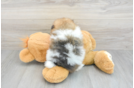 Pomeranian Pup Being Cute