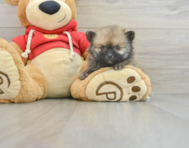 7 week old Pomeranian Puppy For Sale - Florida Fur Babies