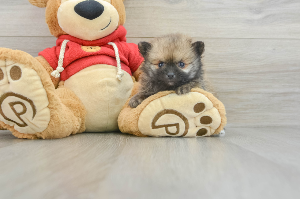 7 week old Pomeranian Puppy For Sale - Florida Fur Babies