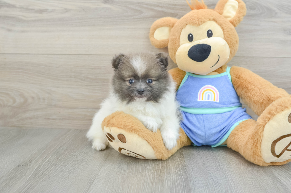 8 week old Pomeranian Puppy For Sale - Florida Fur Babies