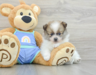 6 week old Pomeranian Puppy For Sale - Florida Fur Babies