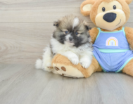 8 week old Pomeranian Puppy For Sale - Florida Fur Babies
