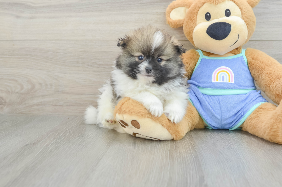 6 week old Pomeranian Puppy For Sale - Florida Fur Babies