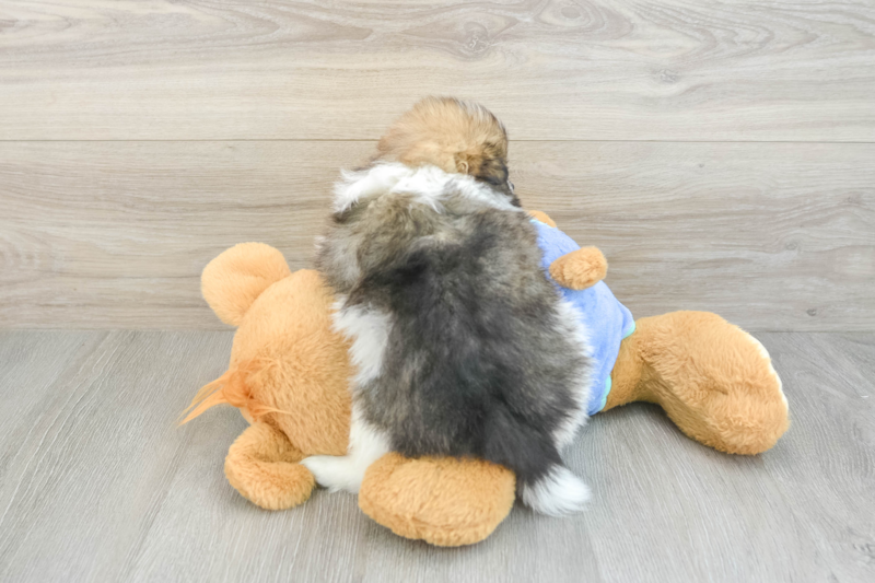 Meet Tristan - our Pomeranian Puppy Photo 2/3 - Florida Fur Babies