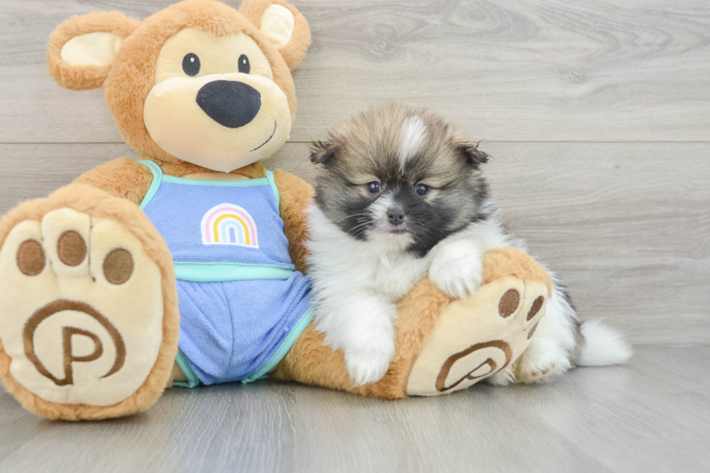 Meet Tristan - our Pomeranian Puppy Photo 3/3 - Florida Fur Babies