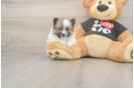 Pomeranian Puppy for Adoption