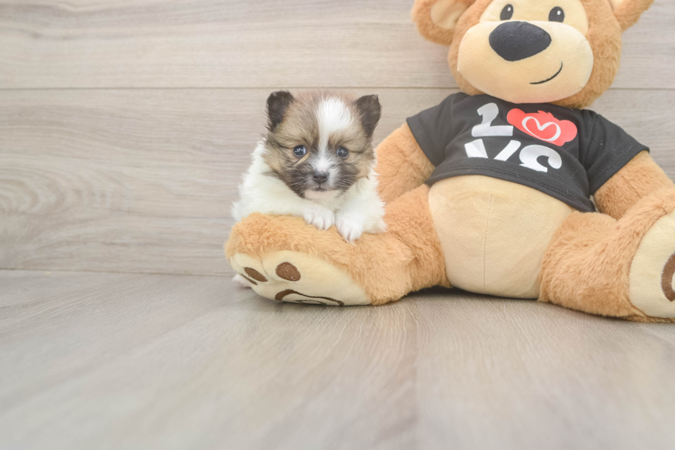 Pomeranian Puppy for Adoption