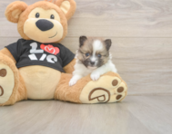 7 week old Pomeranian Puppy For Sale - Florida Fur Babies
