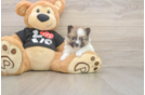 Pomeranian Pup Being Cute