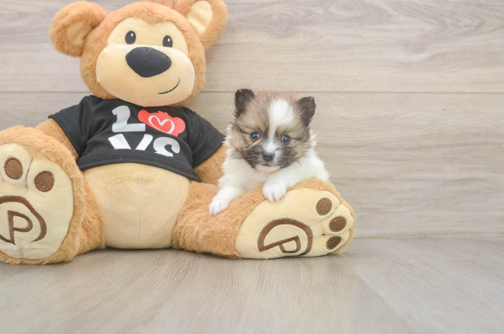 5 week old Pomeranian Puppy For Sale - Florida Fur Babies