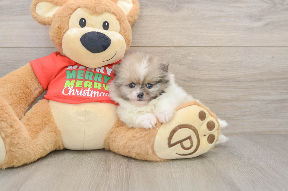 6 week old Pomeranian Puppy For Sale - Florida Fur Babies