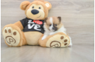 Hypoallergenic Pomeranian Baby