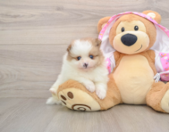 9 week old Pomeranian Puppy For Sale - Florida Fur Babies