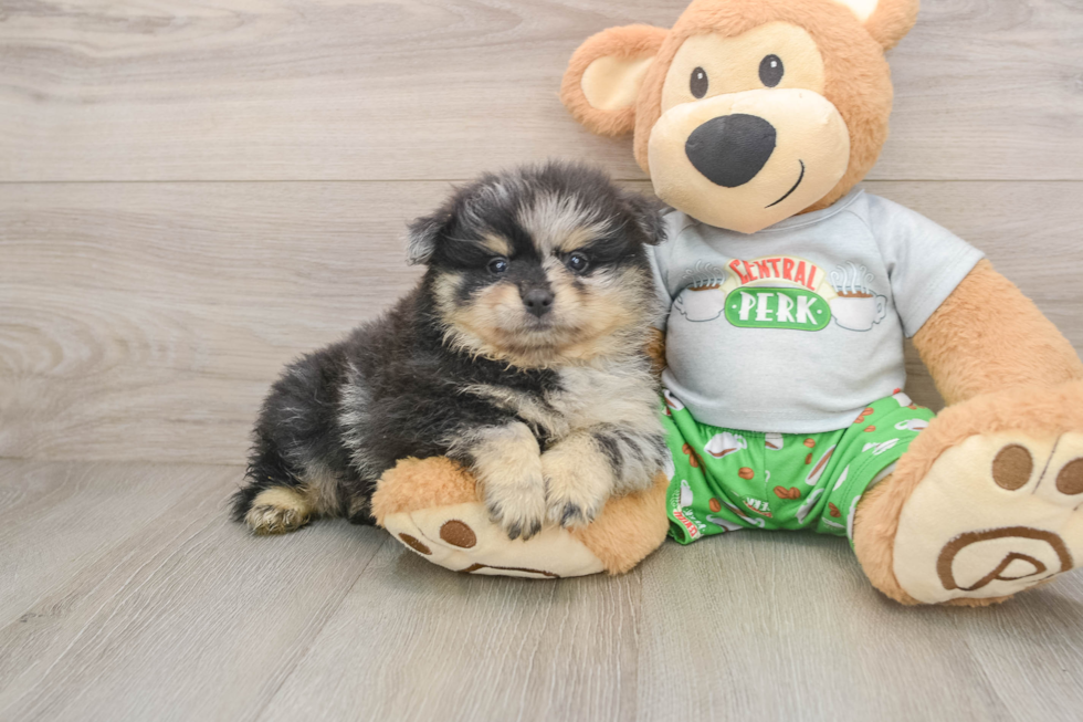 Best Pomeranian Baby
