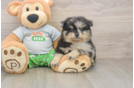 Funny Pomeranian Purebred Pup
