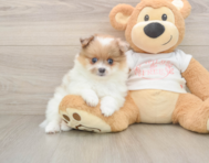 8 week old Pomeranian Puppy For Sale - Florida Fur Babies