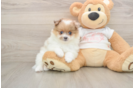 Popular Pomeranian Baby