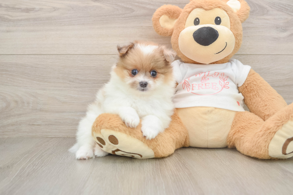 Popular Pomeranian Baby