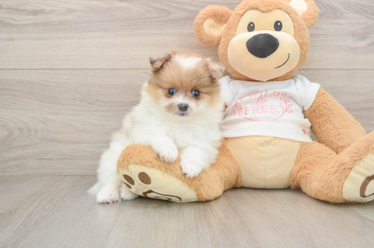 Popular Pomeranian Baby