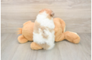 Funny Pomeranian Baby