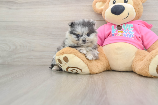 Pomeranian Pup Being Cute