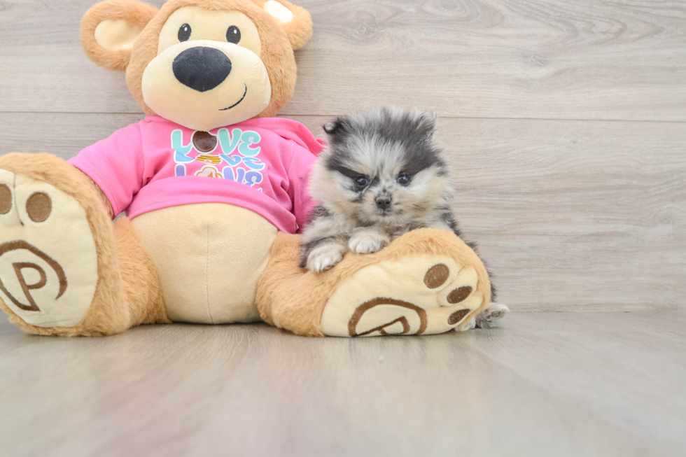 Pomeranian Pup Being Cute