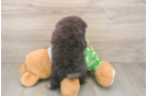 Petite Pom Pom Purebred Puppy