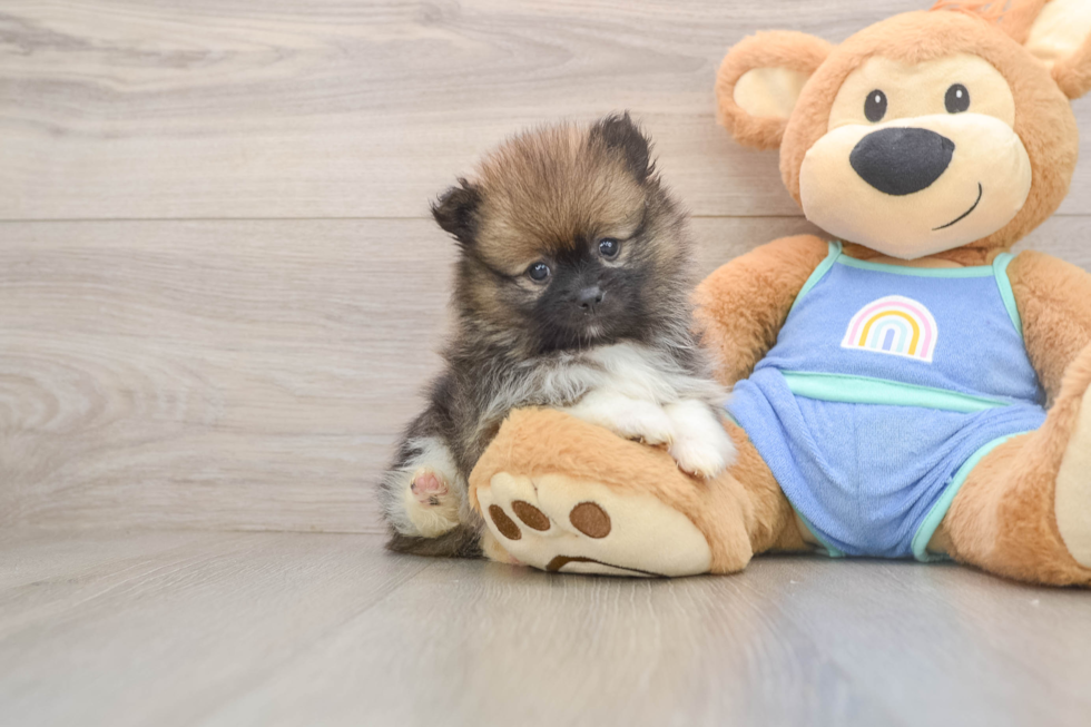 Little Pomeranian Baby