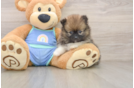 Pomeranian Puppy for Adoption