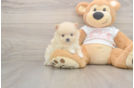 Akc Registered Pomeranian Purebred Pup