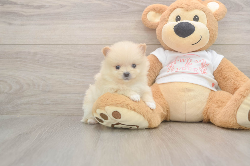Akc Registered Pomeranian Purebred Pup