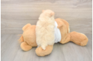 Sweet Pom Dog Purebred Puppy