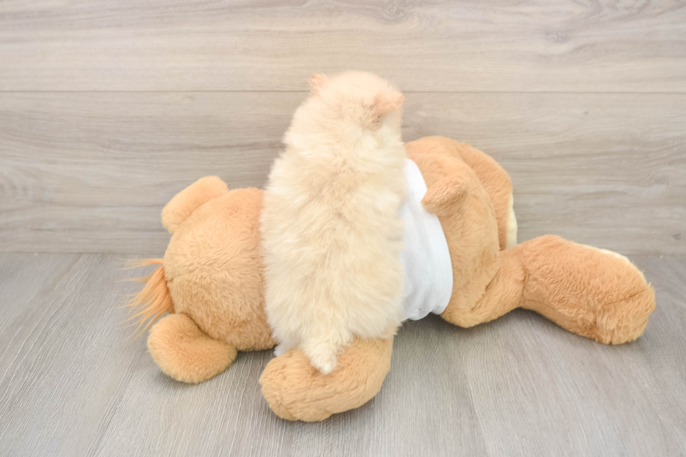 Sweet Pom Dog Purebred Puppy