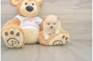 Smart Dwarf Spitz Purebred Puppy