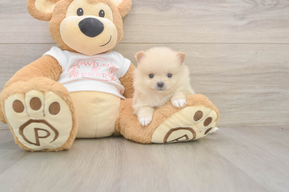 Smart Dwarf Spitz Purebred Puppy