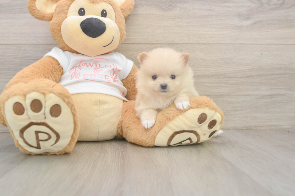 5 week old Pomeranian Puppy For Sale - Florida Fur Babies