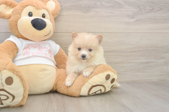 Pomeranian Puppy for Adoption