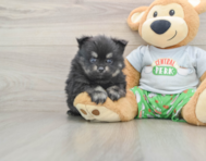 7 week old Pomeranian Puppy For Sale - Florida Fur Babies