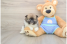 Pomeranian Puppy for Adoption