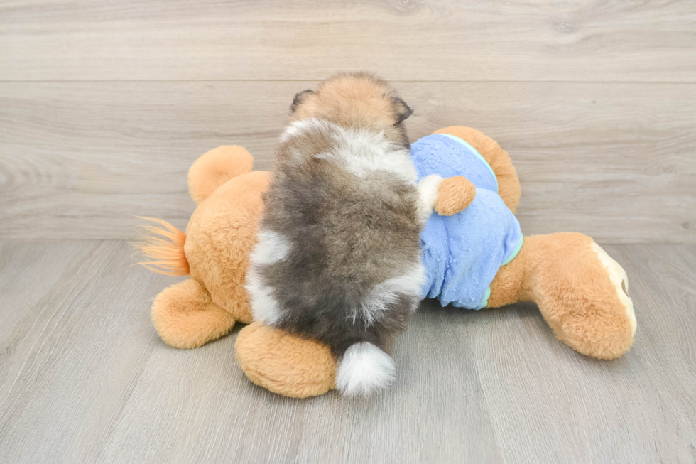 Best Pomeranian Baby