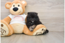 Akc Registered Pomeranian Purebred Pup