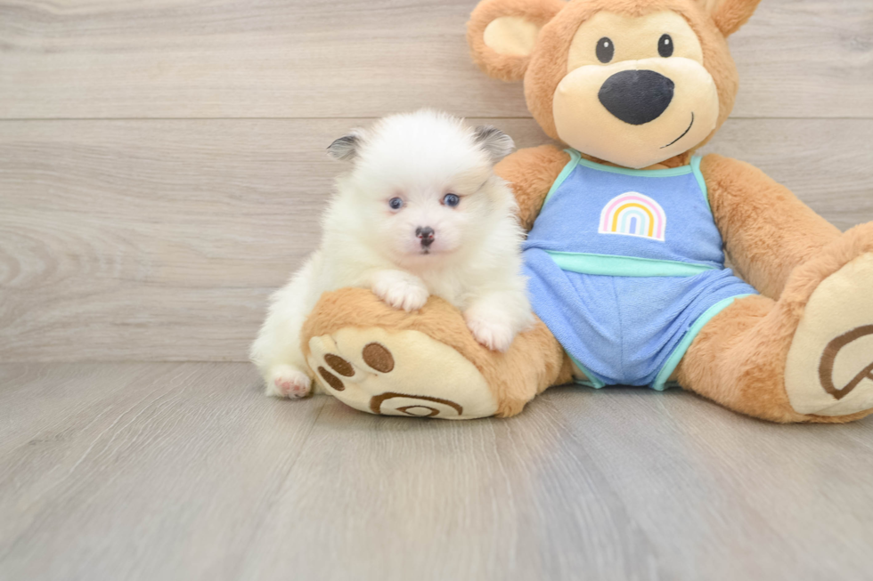 Pomeranian Pup Being Cute