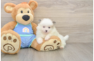 Friendly Pomeranian Baby